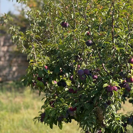 Nocleg ze śniadaniem Borgo Rosalia