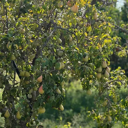 Nocleg ze śniadaniem Borgo Rosalia Galatina