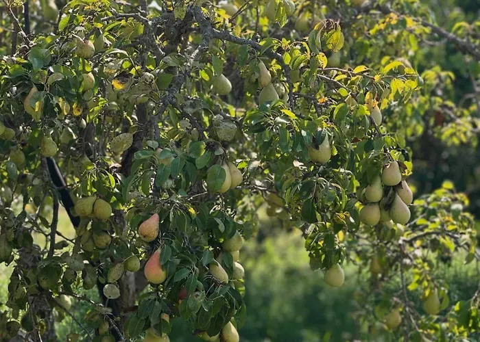 Oda ve Kahvaltı Borgo Rosalia Galatina
